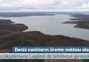 İBB TV - İstanbullulara Soruyoruz-Kanal İstanbul-Balık Facebook