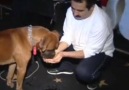 IBO SHOW - Bazı insanları tanıdıkça köpeğimi daha çok...