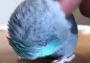 I cant get enough of this fluffy bird