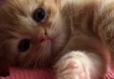 I can't handle this little ginger's cuteness!