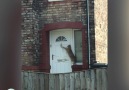 I caught a cat using a door knocker to knock on a house