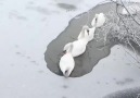 Ice breaking swans