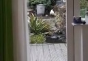 İçeri girmek isteyen kediler