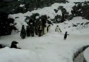 İddayı tutturan penguen
