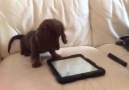 iDog