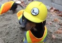 If a jobs worth doing then hire a dachshund Crusoe the Celebrity Dachshund