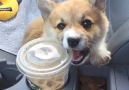 I forgot her puppachino and she was pretty upset about it