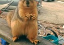 If Squirrels Could Talk