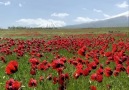 IĞDIR Havadis - Gelincik ciceklerinin essiz...