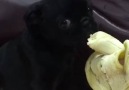 Igor loves bananas
