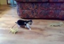 İguana Görünce Korkudan Feleğini Şaşıran Kedi Yavrusu!Paylaşsana