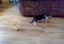 İguana görünce zıplayan kedi yavrusu!