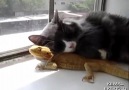 İguanayı Sahiplenmişcesine Davranan Kedi