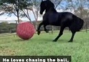 iHeartHorses.com - Friesian plays with ball Facebook
