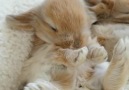 I hope this makes someones day! Baby bunny yawning Blue Clover Rabbitry