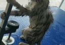 I just had a bath Follow us for Funny animals video