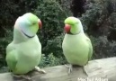 İki kuşun muhabbeti muhteşem