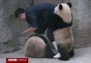 ilaç içmek istemeyen yavru pandalar :)