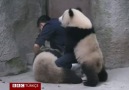 İlaç İçmemek İçin Direnen Sevimli Pandalar :)