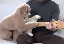 Il cagnolino rockstar