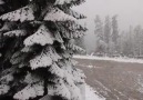 Ilgaz Dağında kar yağışı.