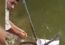 İlginç bir balık avlama yöntemi