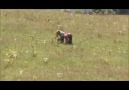 İLHAMİ YANDIM ALA GÖMLEK