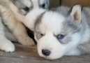 I Like Dog Memes - Blue Eyes Siberian Husky Puppies 3 Facebook