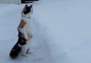 İlk defa kar gören kedi