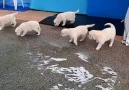 İlk defa suyla buluşan yavru köpekler