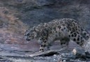 İlk kez detaylı bir şekilde görüntülenen Kar Leoparı nın Markur avı