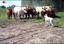 İlk kez köpek gören inekler
