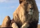 I Love Animals - Magnificent Lion