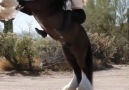 I Love Horses - Poetry in motion&