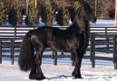 I love Karsten van de Noeste Hoeve - Ster the Amazing Friesian Stallion