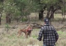 Il sauve la vie de son chien agressé par un kangourou !