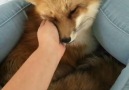 iLVPets - Pet Fox Cuddling Her Human Facebook