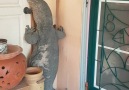 Imagine coming home to see this huge lizard blocking your front door! o
