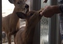 Imagine opening the door to these cuties every morning.. Credit JukinVideo