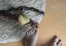 I'm a Little Fluffy Duckling!