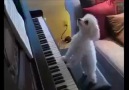 I'm a pianist!!!