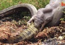 Impresionanter Batalla entre Cocodrilo y Serpiente.