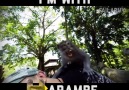 I'm With Harambe