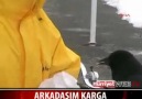 İNANILMAZ!!! KARGA İLE ARKADAŞ OLDU...