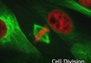 Incredible actual footage of dividing cells as seen under microscope.