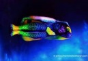 Incredible Body Painting Art "Anglefish"