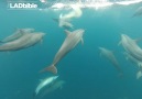 Incredible Footage Of Lad Swimming With Dolphins
