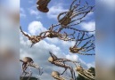 Incredible octopus kites by Mascotte Kite Team