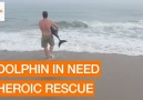 Incredible Rescue of Young Dolphin Caught on Camera