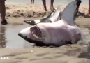 Incredible shark rescue